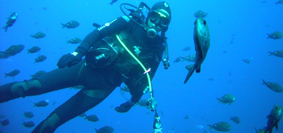 Cathedral Cove Dive & Snorkel Hahei NZ