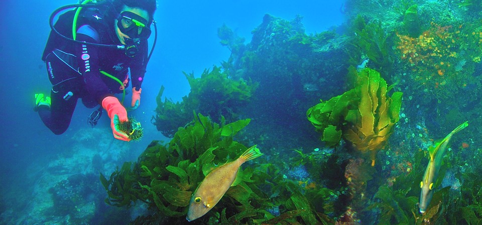 Cathedral Cove Dive & Snorkel Hahei NZ