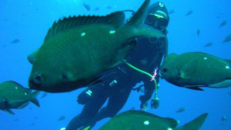 Dive & Snorkel Cathedral Cove