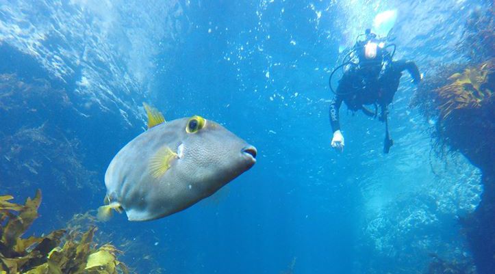 Cathedral Cove Dive & Snorkel Hahei NZ